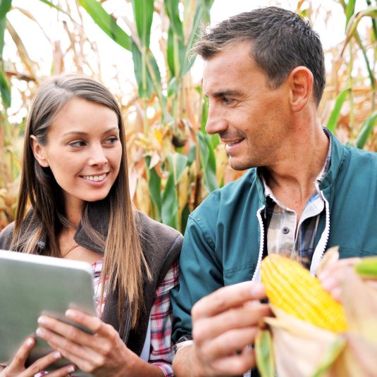 Farmers in cornfield using electronic tablet